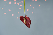 10th May 2022 - Anthurium