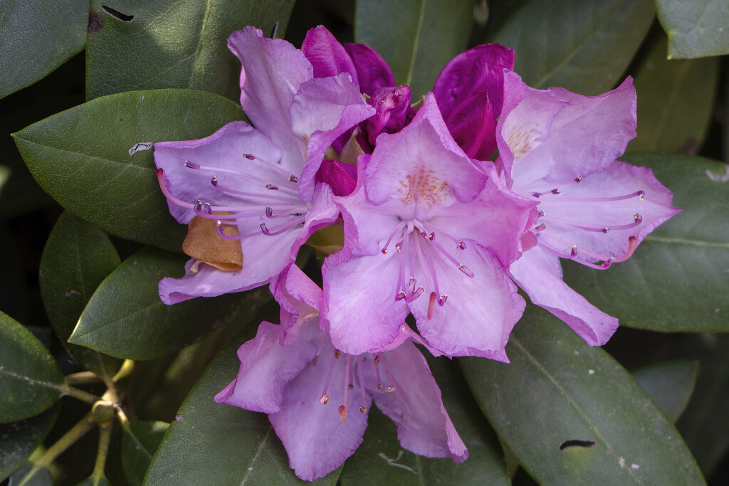 Rhododendron by k9photo