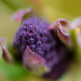 Lilacs by novab