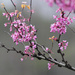 Blossoms on branches