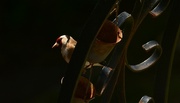 10th May 2022 - Surprise Goldfinch........