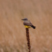 western kingbird by aecasey