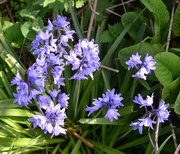 10th May 2022 - Bluebells