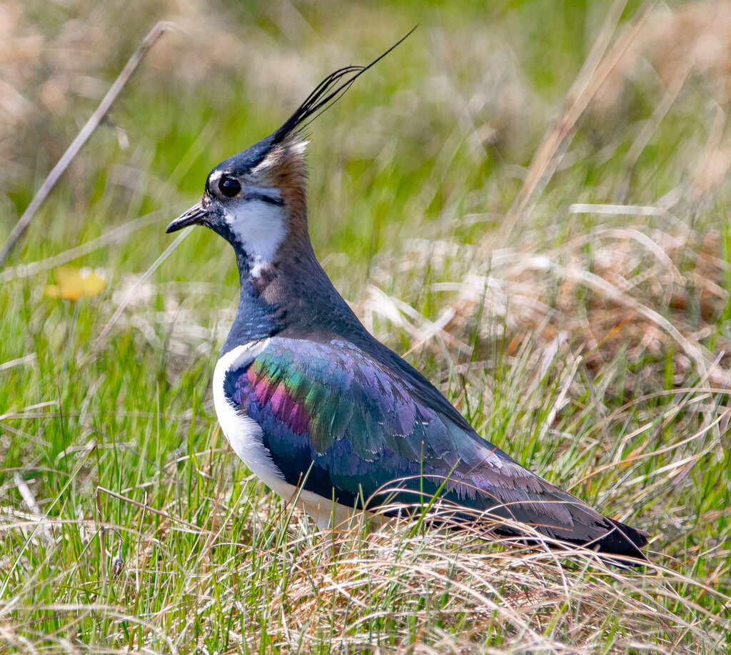 Colours of a Lapwing by lifeat60degrees