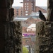 View Shared with a Pigeon by fishers