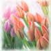 In Retrospect - Spring Tulips by gardencat