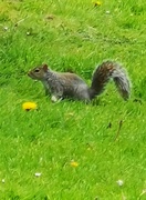 1st May 2022 - Squirrel 