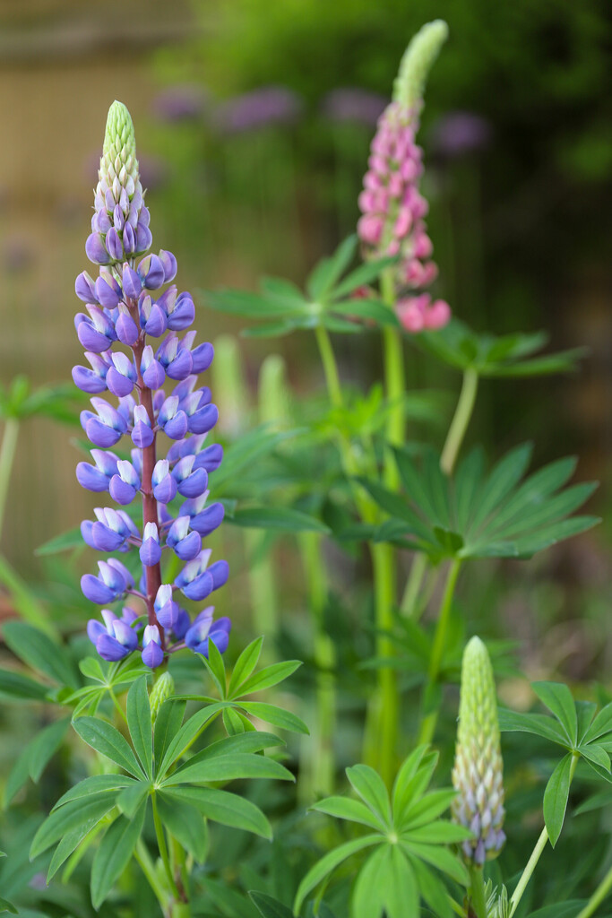 Lupins by phil_sandford