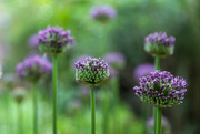 10th May 2022 - Alliums