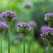 Alliums by phil_sandford