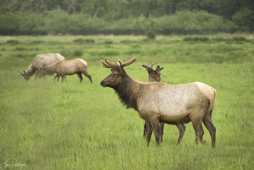 Bull Elk Growing New Velvet by jgpittenger