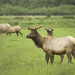 Bull Elk Growing New Velvet