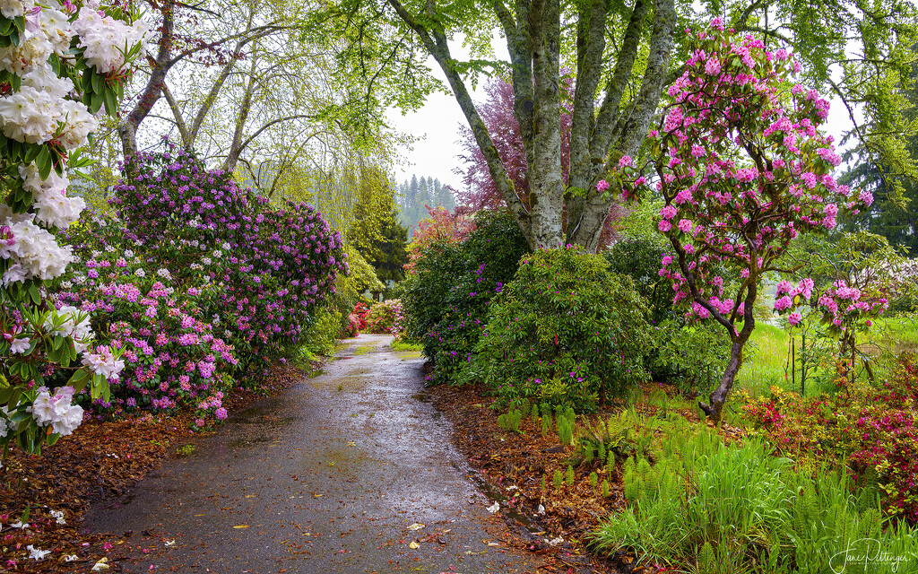 Path Into Hinsman Gardens  by jgpittenger