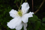 10th May 2022 - Clematis on the hedge