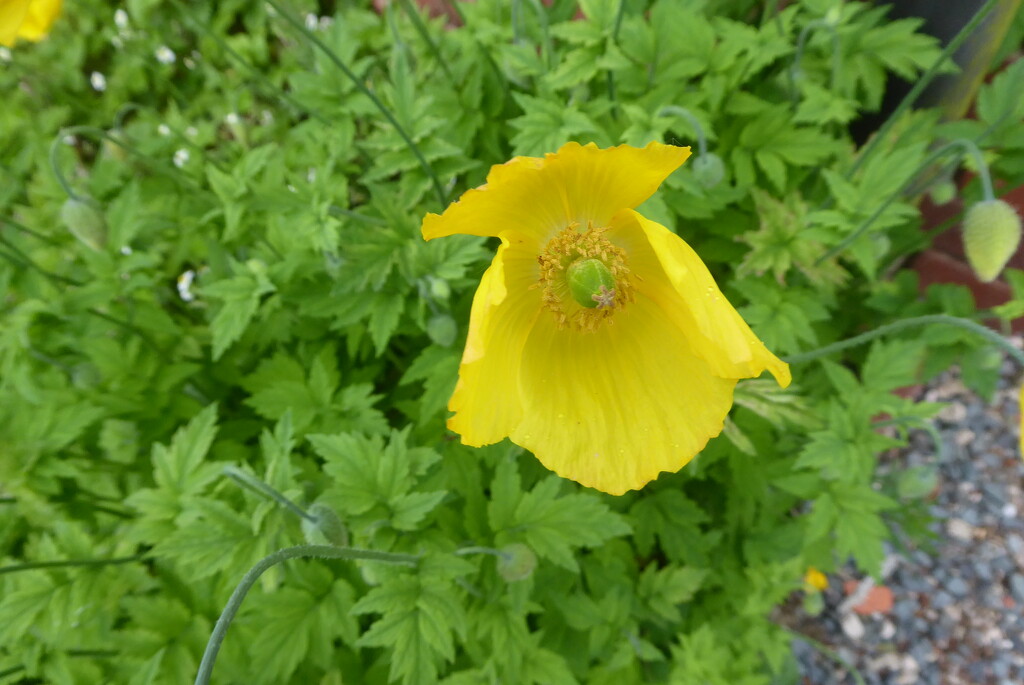Welsh poppies popping up everywhere at the moment by snowy