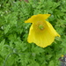 Welsh poppies popping up everywhere at the moment by snowy