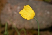 10th May 2022 - Welsh poppy