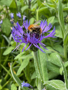 9th May 2022 - Busy Bee