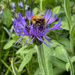 Busy Bee by 365projectmaxine