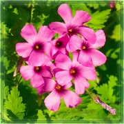 11th May 2022 - Oxalis rubra ( red-wood sorrel )