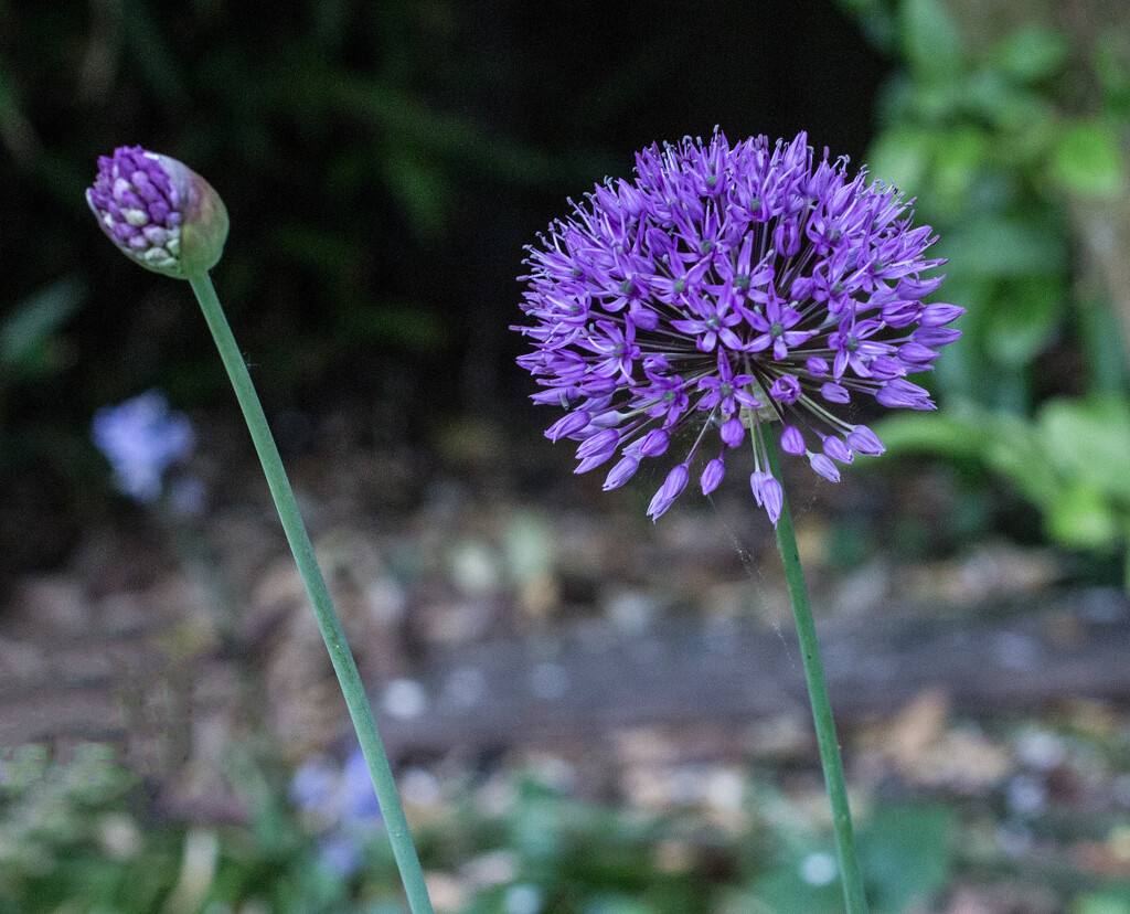 Allium by busylady