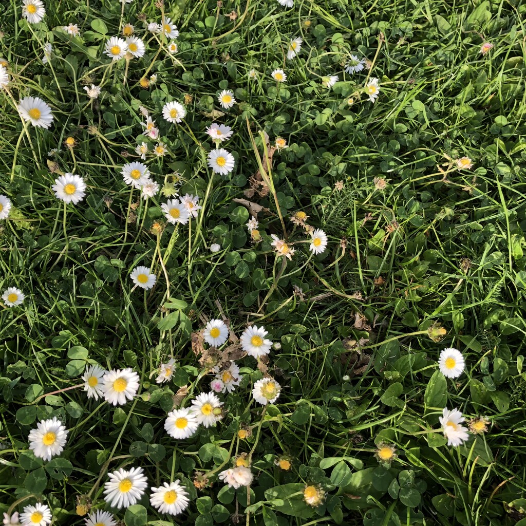 Half daisies half grass by jacqbb