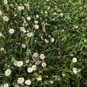 9th May 2022 - Half daisies half grass