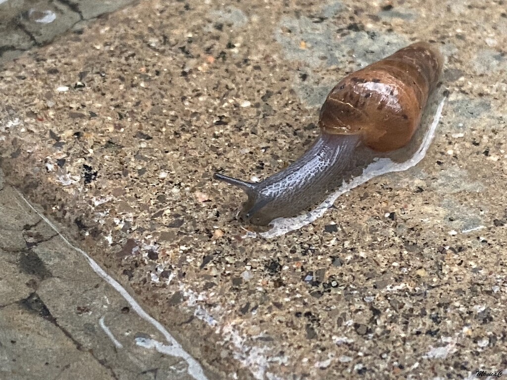 Snail on wet pavement by monicac