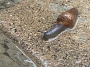 10th May 2022 - Snail on wet pavement