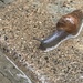 Snail on wet pavement