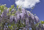 9th May 2022 - Wisteria in the Garden.