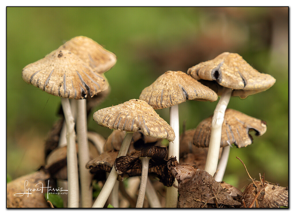 Tiny Mushrooms by lynne5477