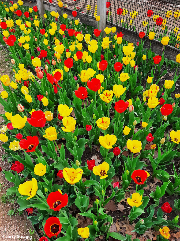 Field of Tulips by larrysphotos