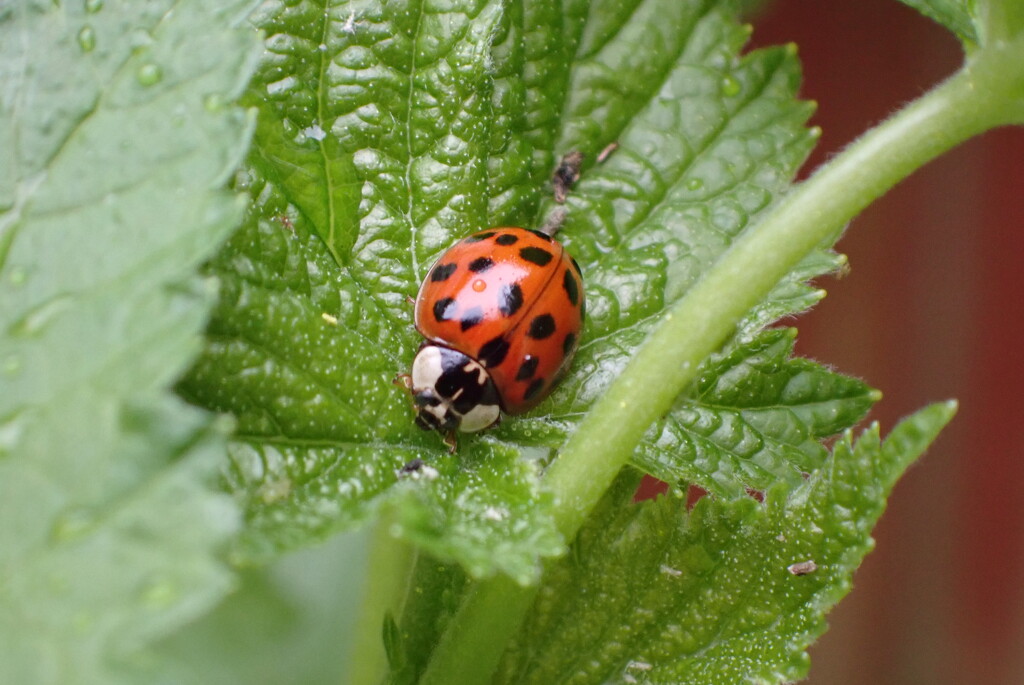 A better year for ladybirds by speedwell
