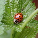 A better year for ladybirds