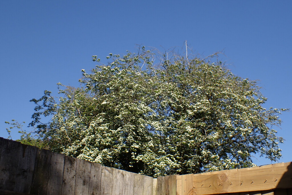 Peak blossom for our local hawthorn by speedwell