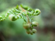 10th May 2022 - Unfurling of the fern 