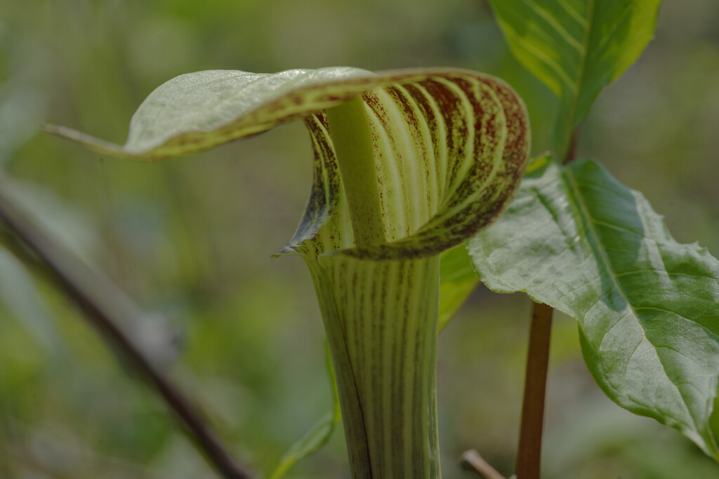 jack-in-the-pulpit  by rminer