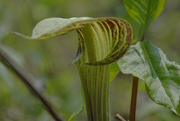 10th May 2022 - jack-in-the-pulpit 