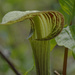jack-in-the-pulpit 