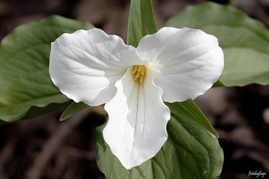Ontario's Flower by fayefaye