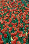 9th May 2022 - A Lot Of Tulips