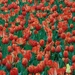A Lot Of Tulips