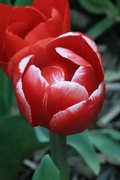 8th May 2022 - Red Beauty