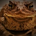 Day 128: Road Toad! by jeanniec57
