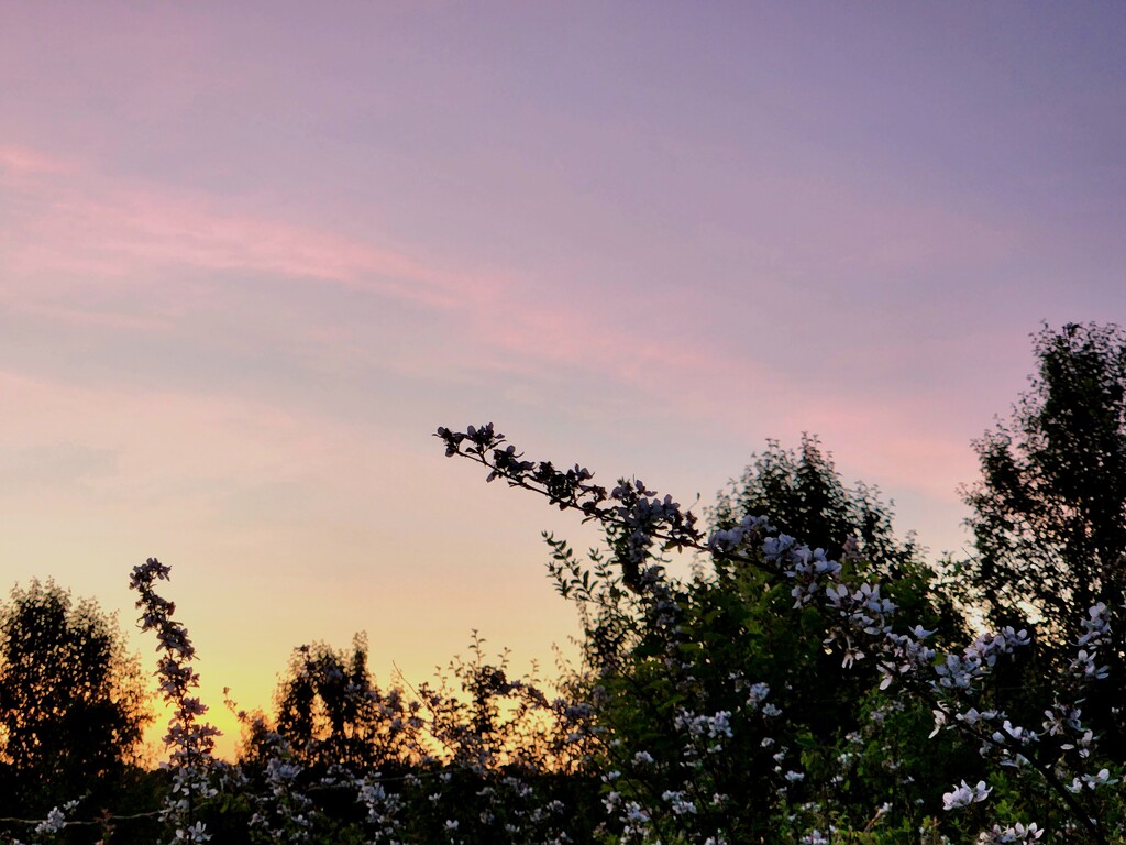 Blackberry bushes in the sunset  by randystreat