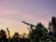 10th May 2022 - Blackberry bushes in the sunset 