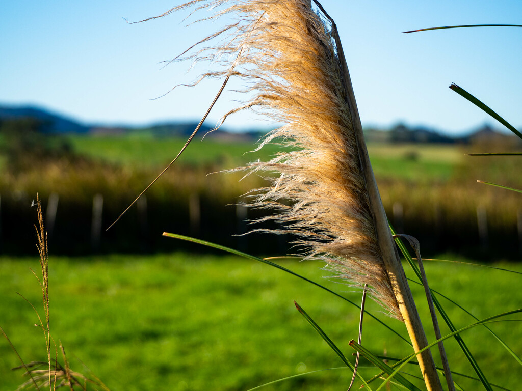 Pampas by christinav