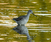 11th May 2022 - Willet