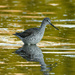 Willet by brotherone